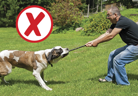 Avoiding inappropriate behaviours with your pet dog